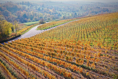 Scenic view of vineyard