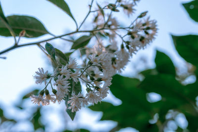 Close-up of cherry blossoms on tree