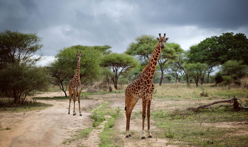 Giraffe standing on landscape against sky