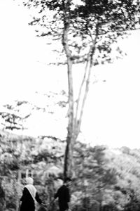 Low angle view of trees against sky