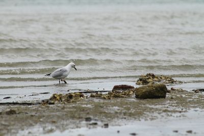 Seagull flying over beach