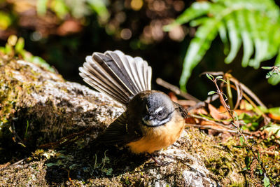 Close-up of bird perching on a land