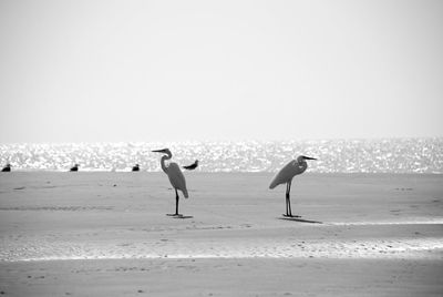 Stork and seagulls at beach against clear sky