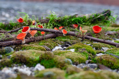 Close-up of red chili peppers on rock