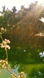 Close-up of spider on web