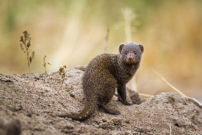 Portrait of mongoose