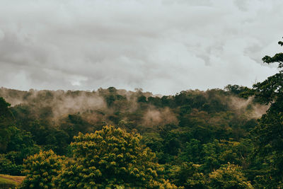 Scenic view of trees against sky