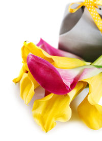 Close-up of yellow flower over white background