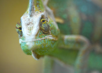 Close-up of chameleon