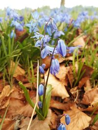 Close-up of purple flowers on field