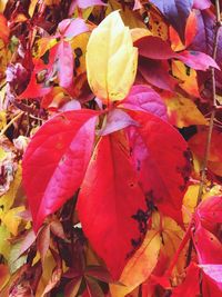 Full frame shot of autumnal leaves