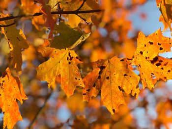 Close-up of yellow maple leaves during autumn
