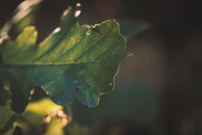 Close-up of wet plant leaves