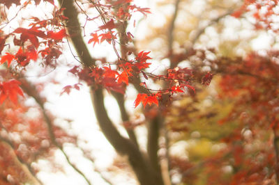 Close-up of cherry blossom