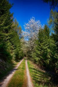 Road amidst trees against clear blue sky