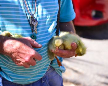 Midsection of man holding ducklings