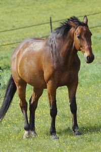 Horses grazing on field