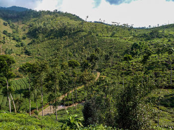 Scenic view of forest against sky