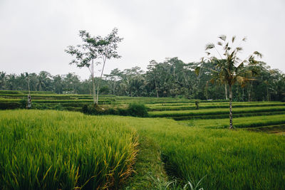 Scenic view of rice field against sky