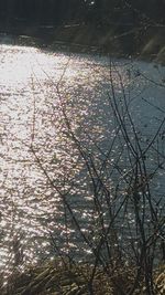 Close-up of flower tree against water