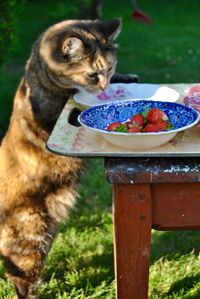 Cat rearing up on table with strawberries on it
