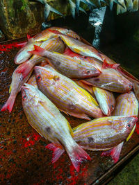 Close-up of fish for sale