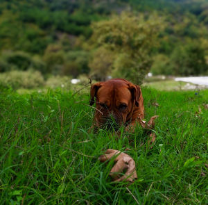 Portrait of dog sitting on grass