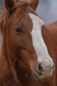 Close-up of horse