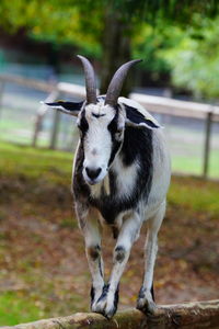 Portrait of a horse on field