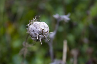 Close-up of bug on white flowering plant