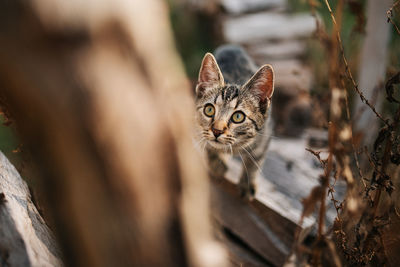 Close-up of cat