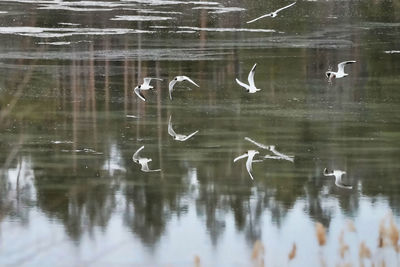 View of birds in lake