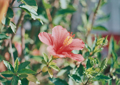 Close-up of red flower blooming outdoors