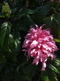 Close-up of pink flowering plant