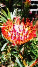 Close-up of red flower blooming outdoors