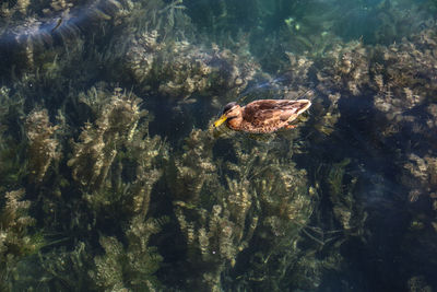 High angle view of turtle in sea