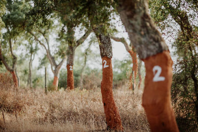 Low section of cork tree forest