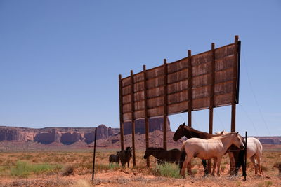 Horses in a field against the sky