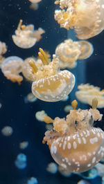 Close-up of jellyfish in sea