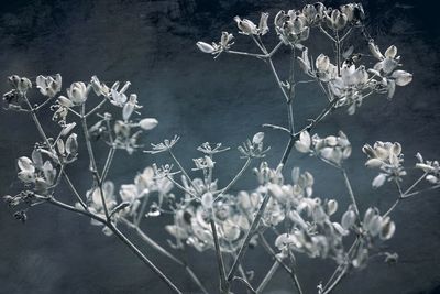 Plants against sky