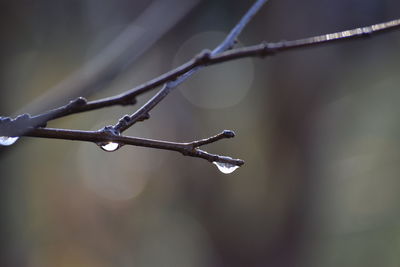 Close-up of water drops on twig