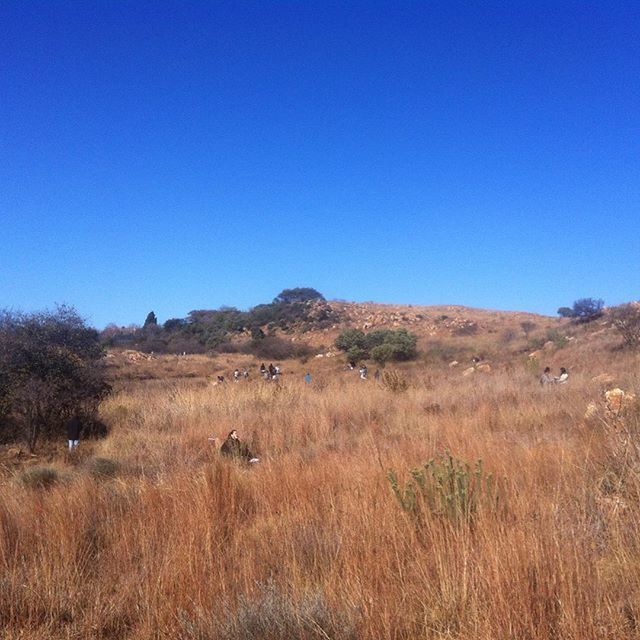 clear sky, blue, copy space, landscape, field, grass, tranquility, tranquil scene, nature, beauty in nature, scenics, animal themes, non-urban scene, grassy, plant, day, horizon over land, growth, outdoors, remote