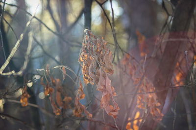 Close-up of dried leaves on plant