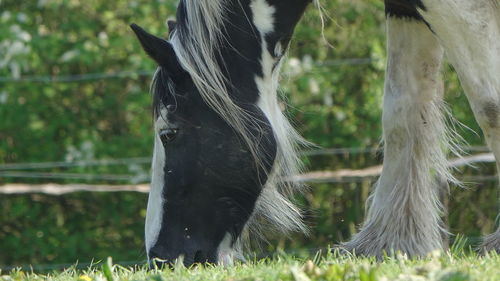 Close-up of a horse on a field