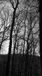 Silhouette bare trees in forest against sky