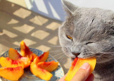 Close-up of hand holding cat