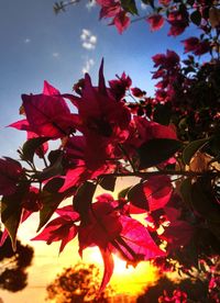 Close-up low angle view of red flowers