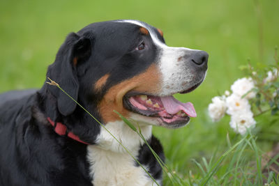 Close-up of dog looking away