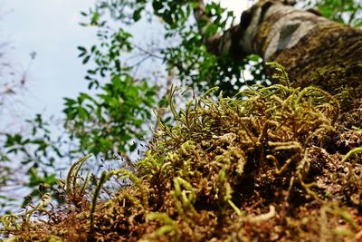Close-up of moss growing on rock