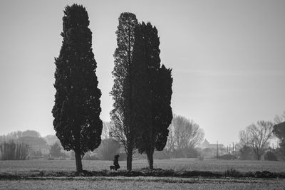 Trees on field against clear sky